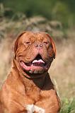 DOGUE DE BORDEAUX 461